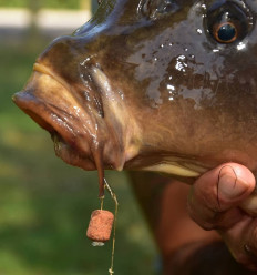 Бойлы нейтральной плавучести Dynamite Baits Wafters Dumbells Source